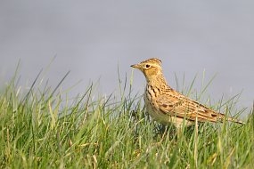 Time to take part in the Big Farmland Bird Count