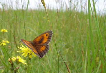 Take part in the big butterfly count - the world's biggest survey of butterflies